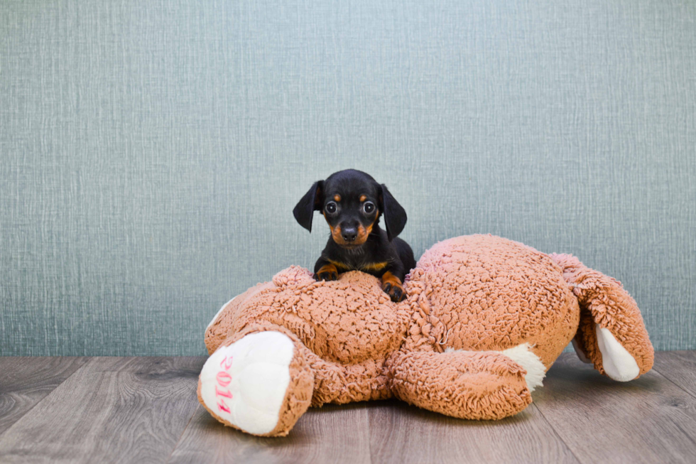 Cute Dachshund Purebred Pup