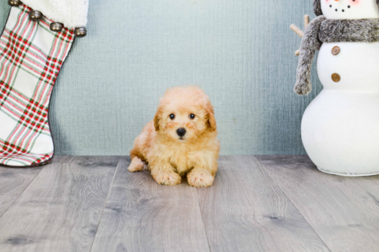 Maltipoo Pup Being Cute