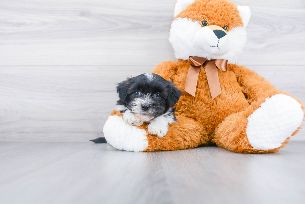 Havanese Pup Being Cute