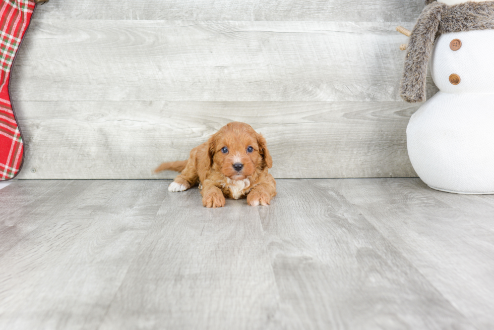 Cavapoo Puppy for Adoption