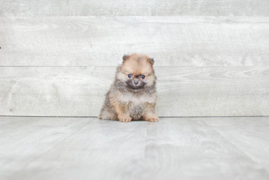 Best Pomeranian Baby