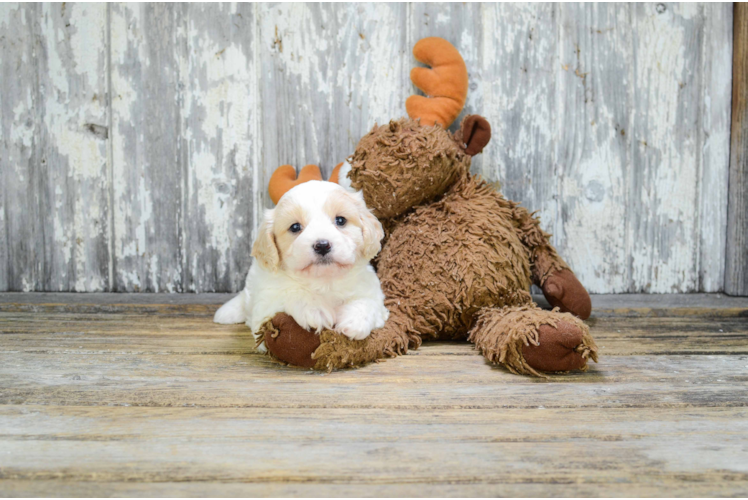 Best Cavachon Baby