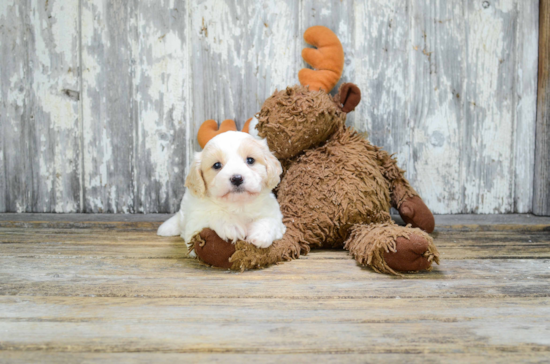 Best Cavachon Baby