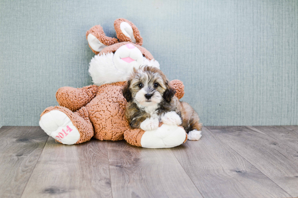 Havanese Puppy for Adoption