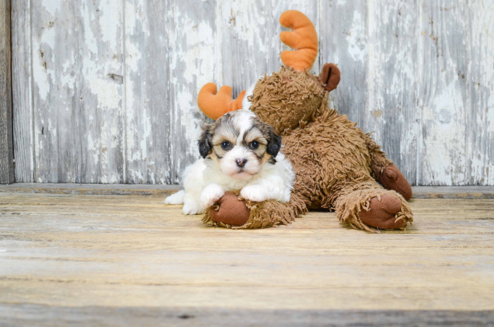 Small Teddy Bear Baby