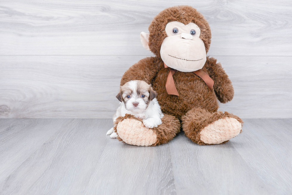 Playful Havanese Purebred Pup