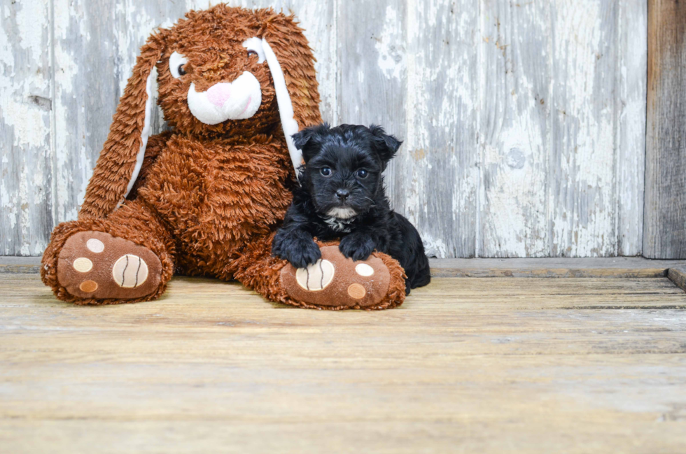 Morkie Puppy for Adoption