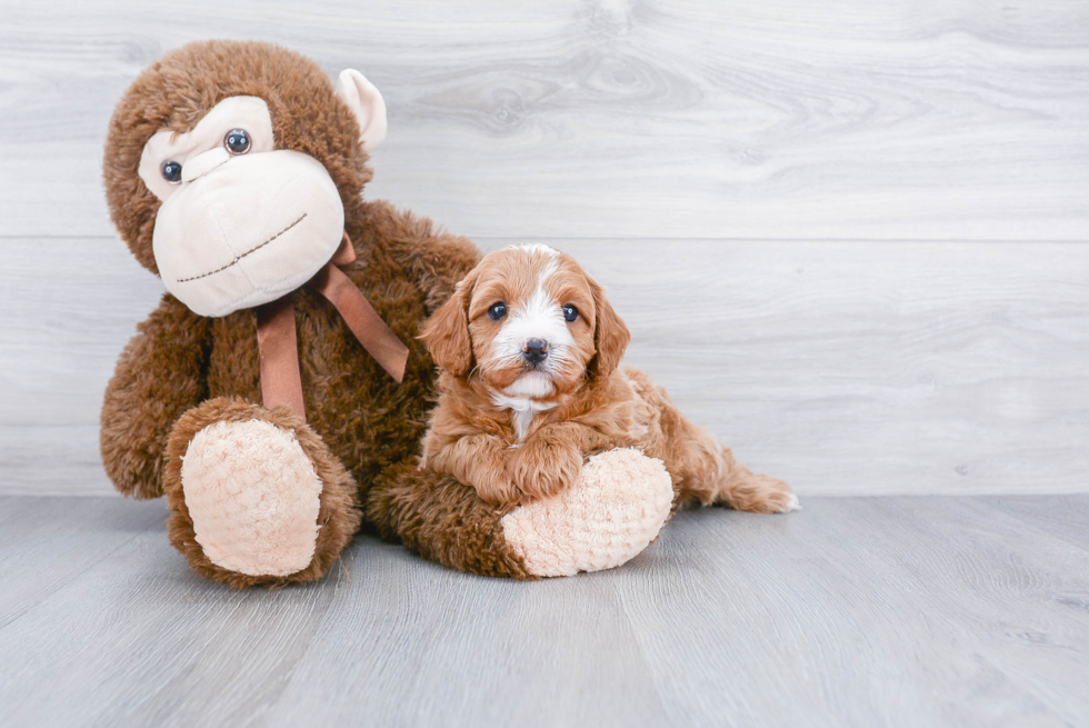 Adorable Cavoodle Poodle Mix Puppy