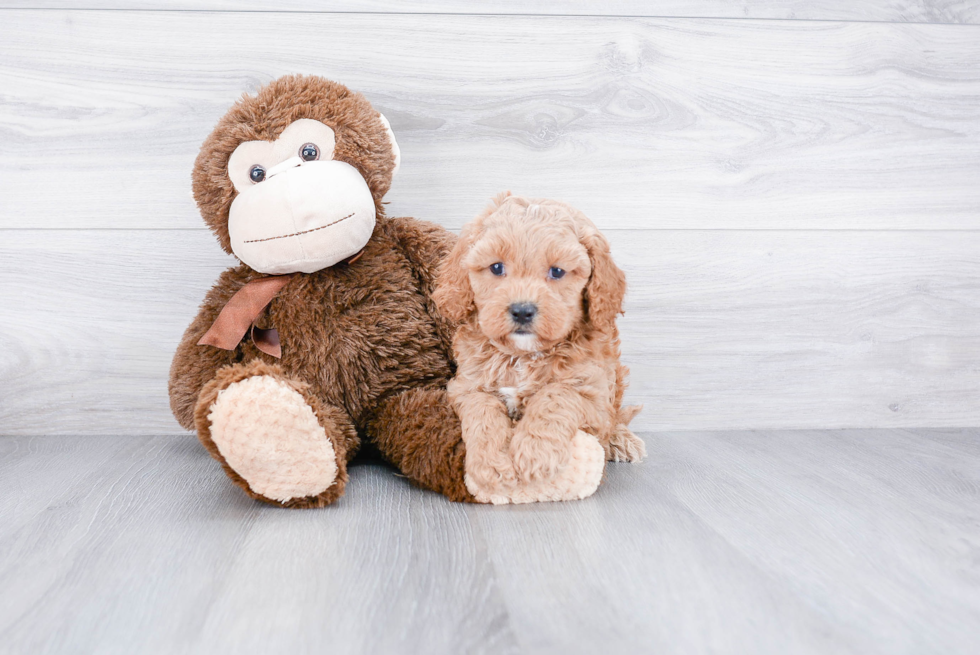 Fluffy Cavapoo Poodle Mix Pup