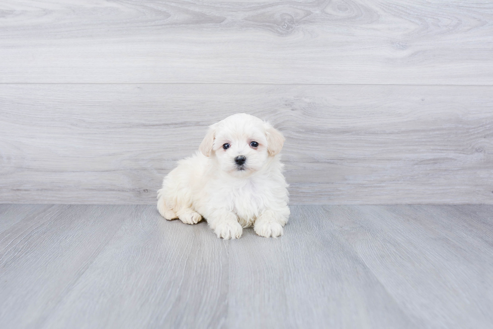 Maltipoo Puppy for Adoption