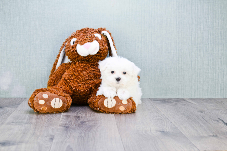 Maltese Pup Being Cute