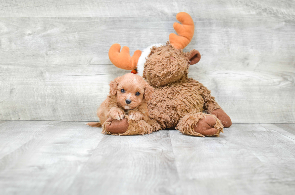 Fluffy Cavapoo Poodle Mix Pup