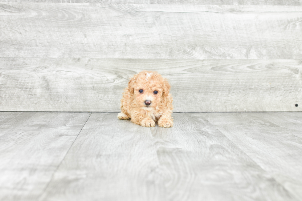 Little Maltese Poodle Poodle Mix Puppy