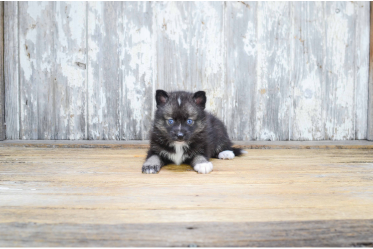 Best Pomsky Baby