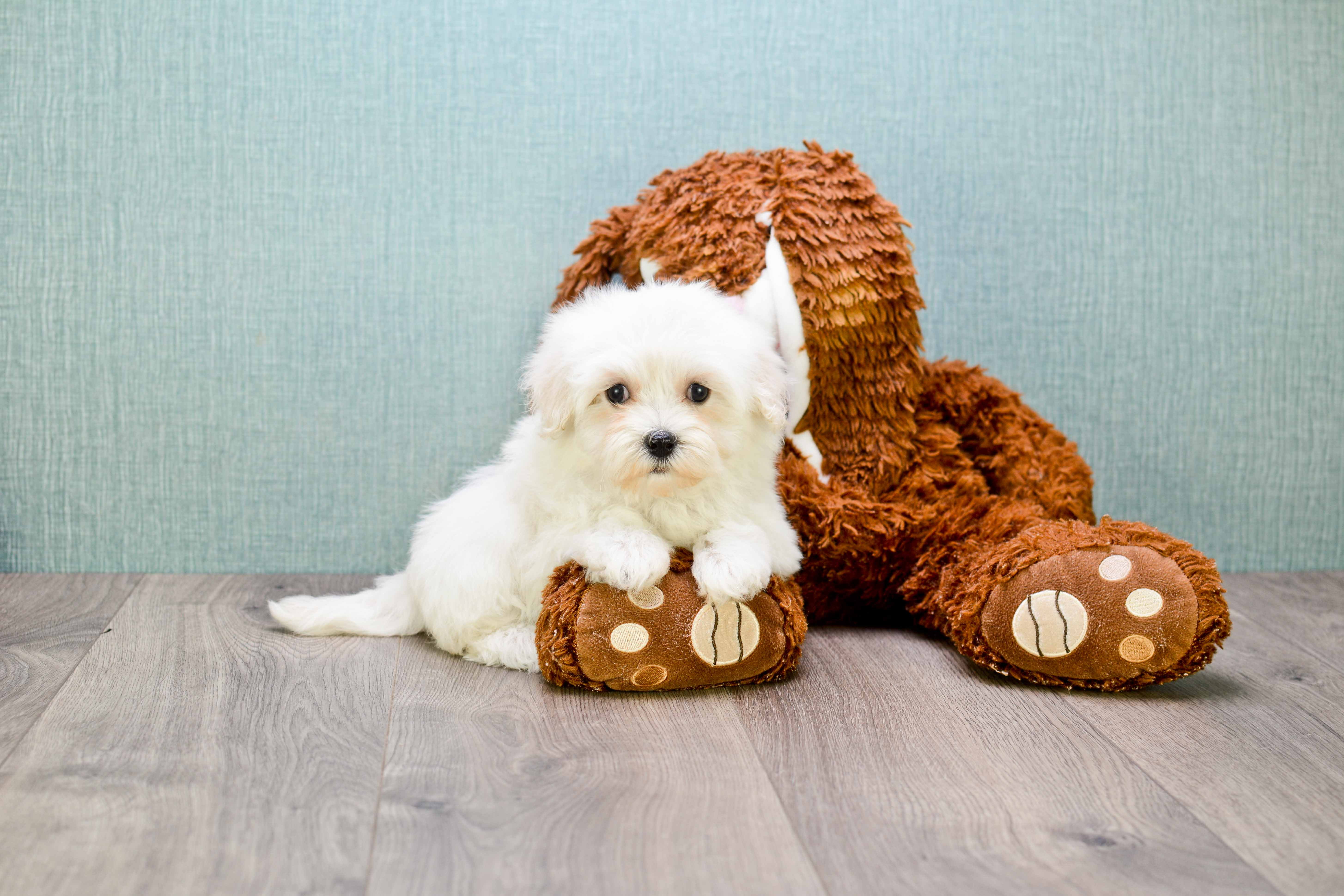 Maltipoo Puppy for Adoption
