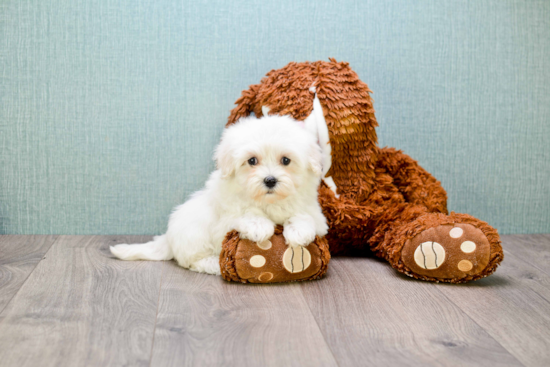 Maltipoo Puppy for Adoption