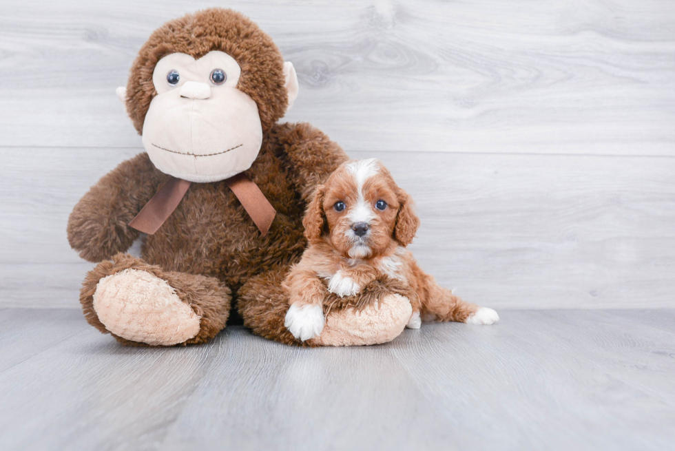 Best Cavapoo Baby