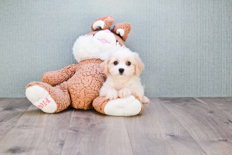 Best Cavachon Baby