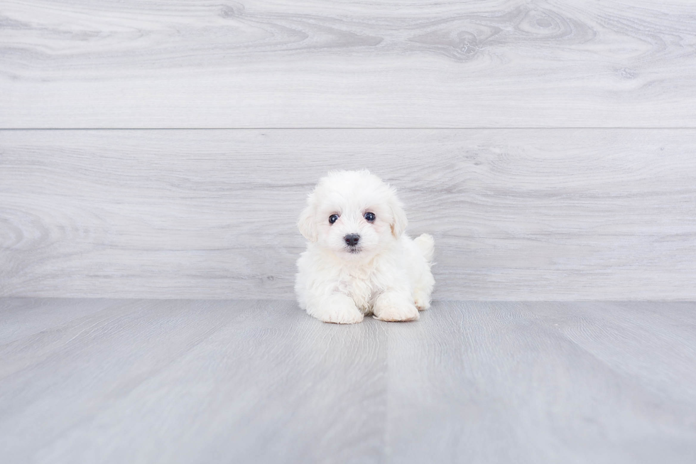 Best Maltipoo Baby