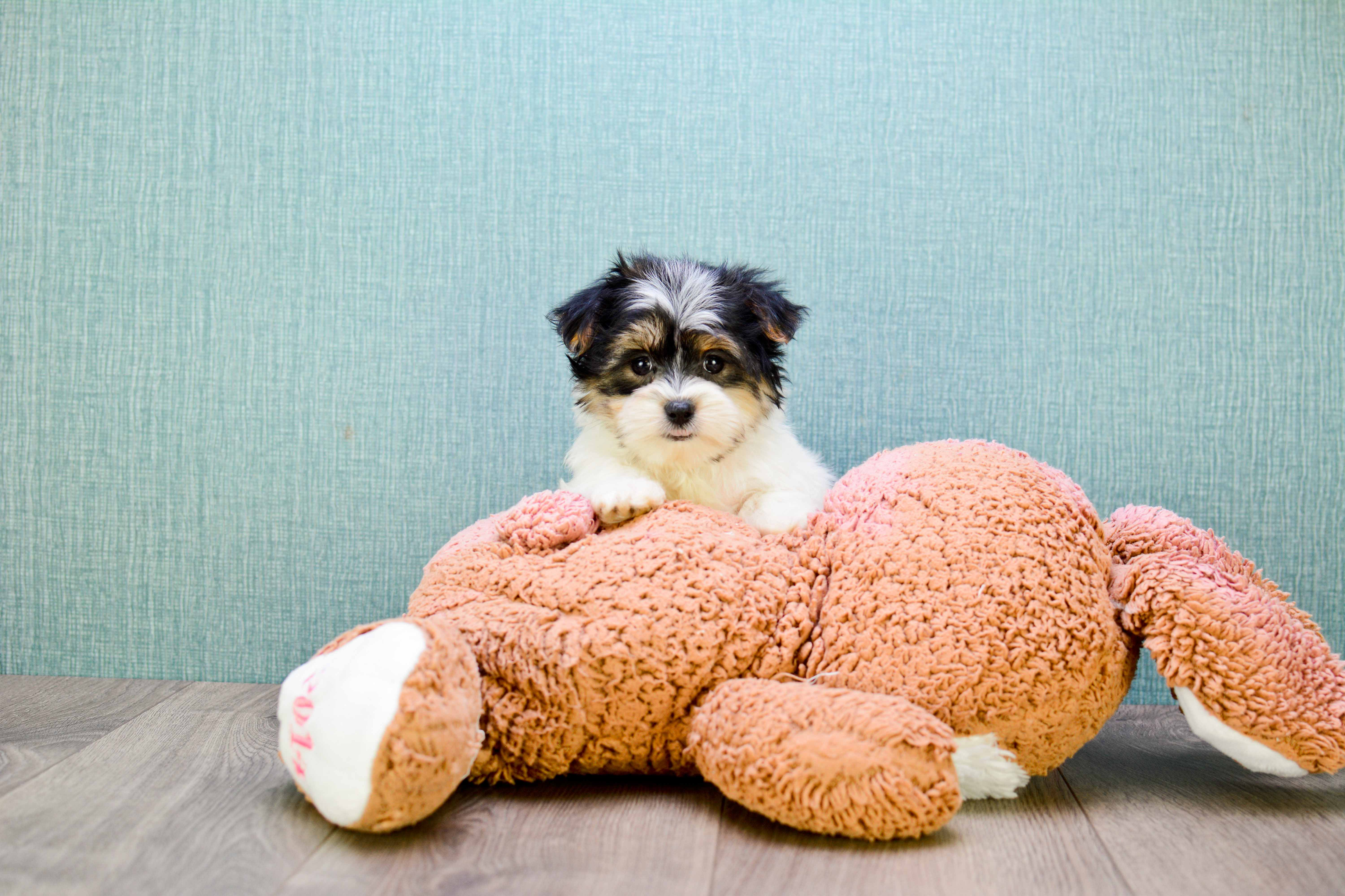 Friendly Morkie Baby