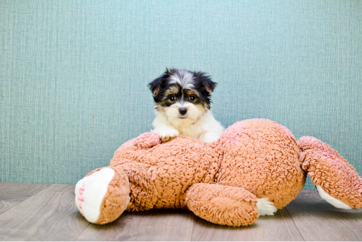 Friendly Morkie Baby