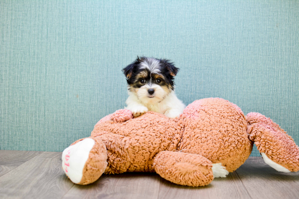 Friendly Morkie Baby
