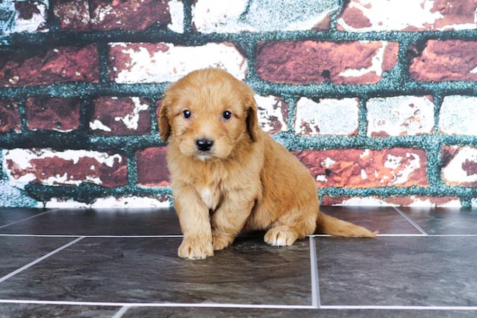 Little Golden Retriever Poodle Mix Puppy