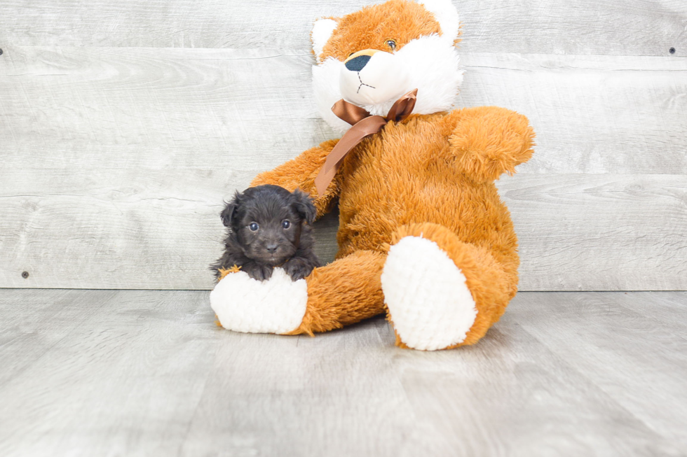 Mini Aussiedoodle Pup Being Cute