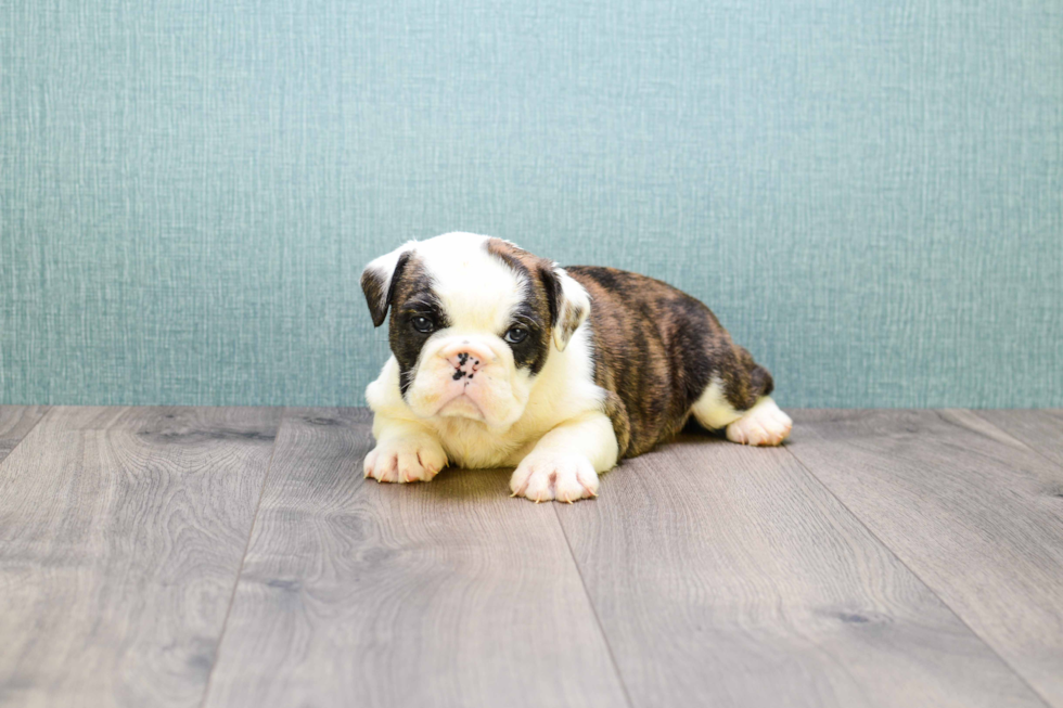 Cute English Bulldog Baby