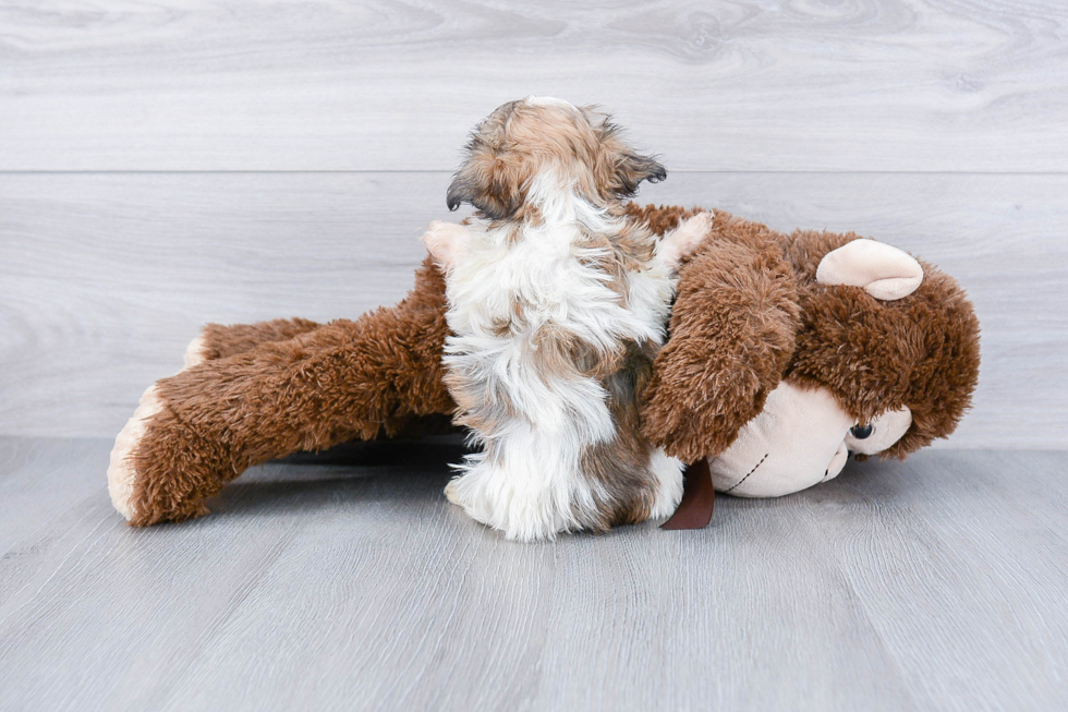 Best Havanese Baby