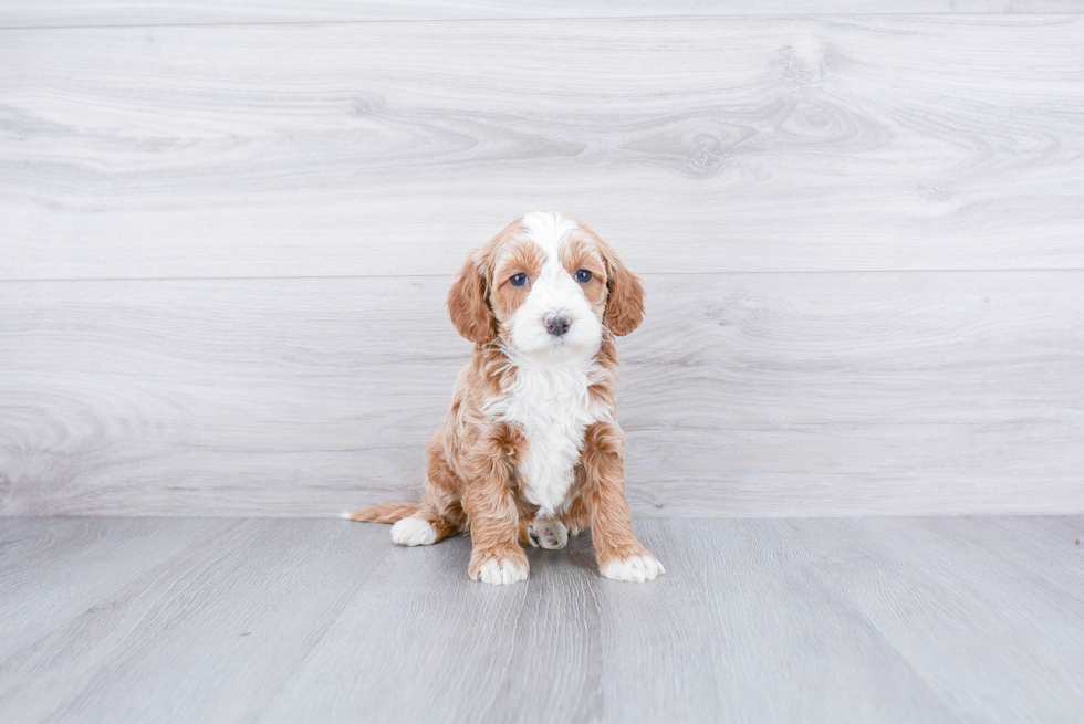 Cockapoo Pup Being Cute