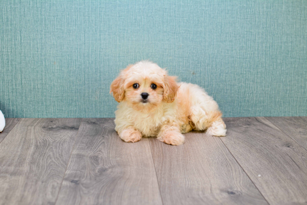 Cute Cavapoo Baby