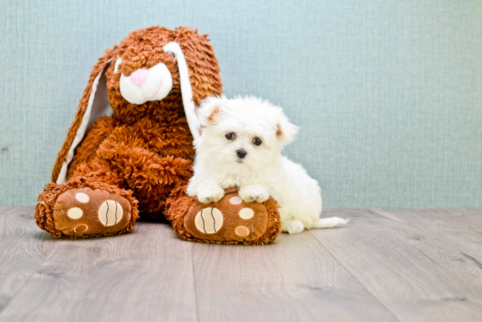 Popular Maltese Baby