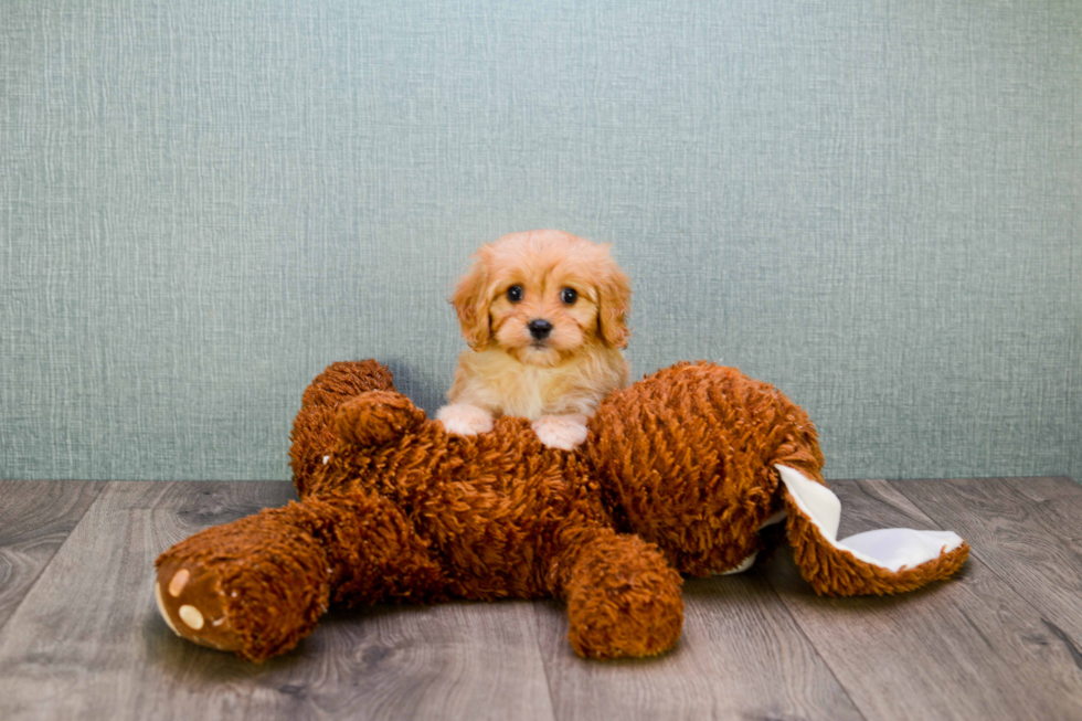 Cavachon Pup Being Cute