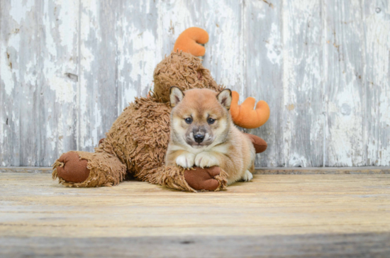 Shiba Inu Pup Being Cute