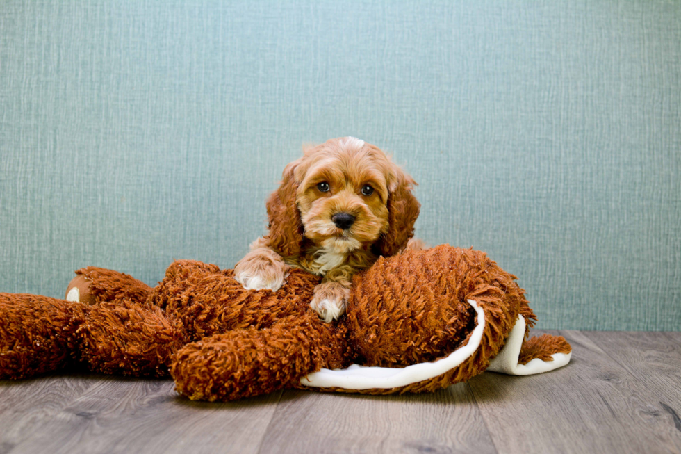 Mini Goldendoodle Pup Being Cute