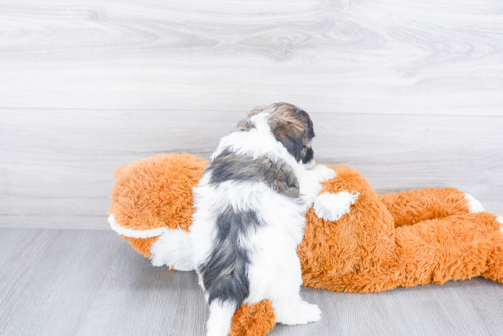 Friendly Maltipoo Baby