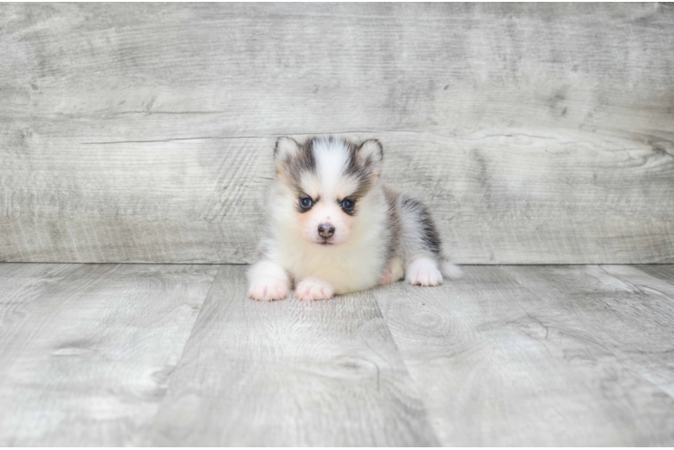 Hypoallergenic Mini Husky Designer Puppy