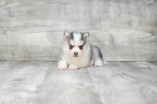 Hypoallergenic Mini Husky Designer Puppy