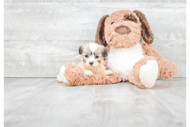 Teddy Bear Pup Being Cute