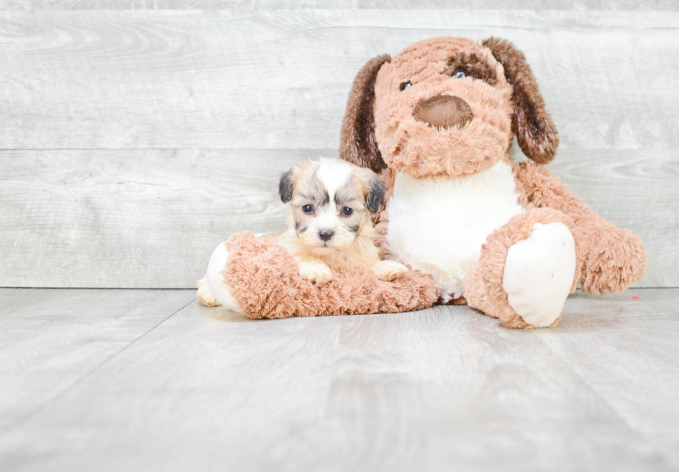 Teddy Bear Pup Being Cute