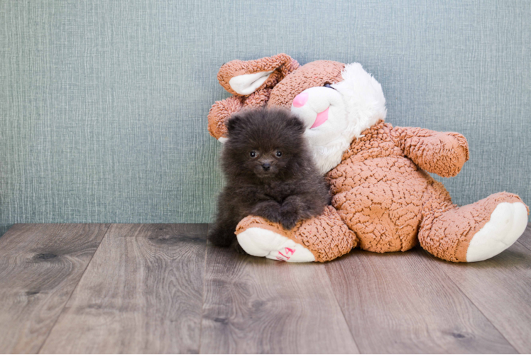 Pomeranian Pup Being Cute