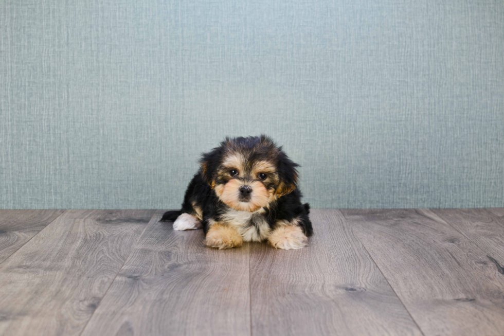 Happy Morkie Baby