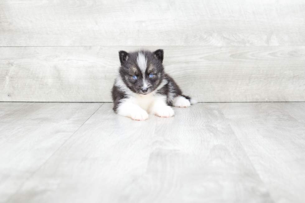 Smart Pomsky Designer Pup