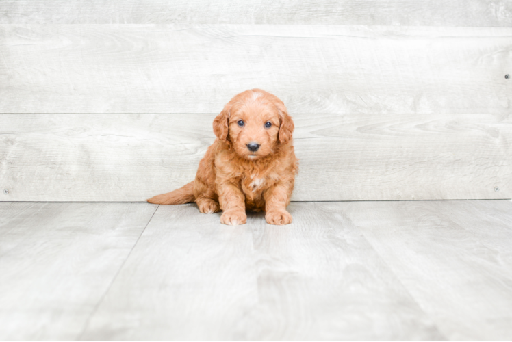 Fluffy Mini Goldendoodle Poodle Mix Pup