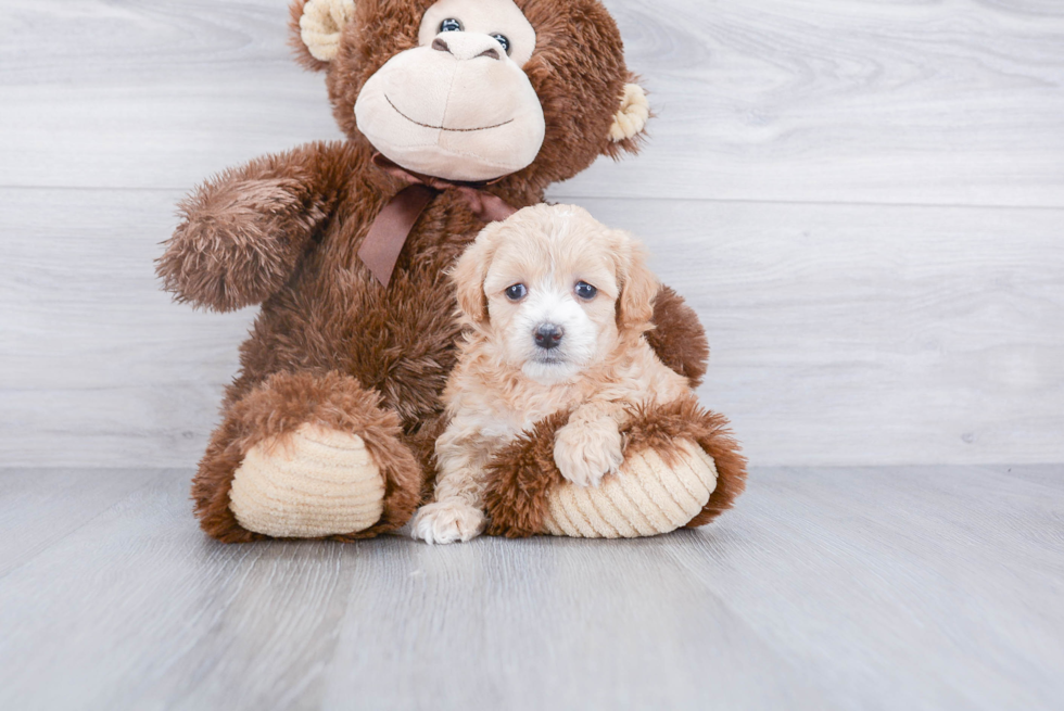 Little Maltepoo Poodle Mix Puppy