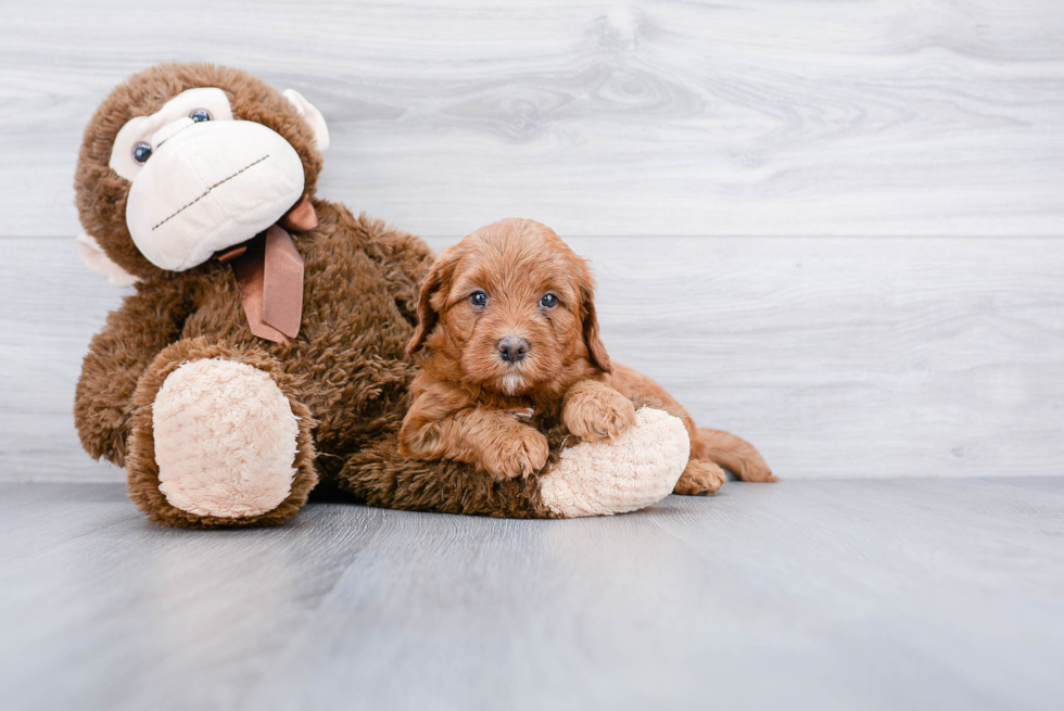 Best Mini Goldendoodle Baby