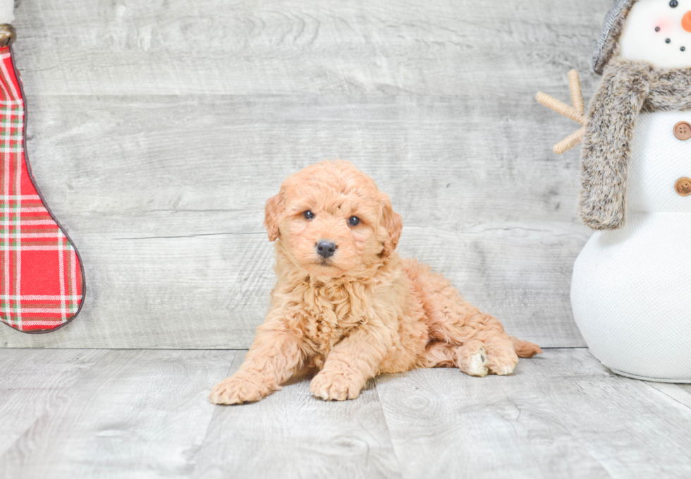 Mini Goldendoodle Pup Being Cute