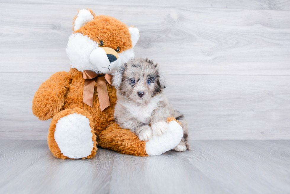 Playful Aussiepoo Poodle Mix Puppy