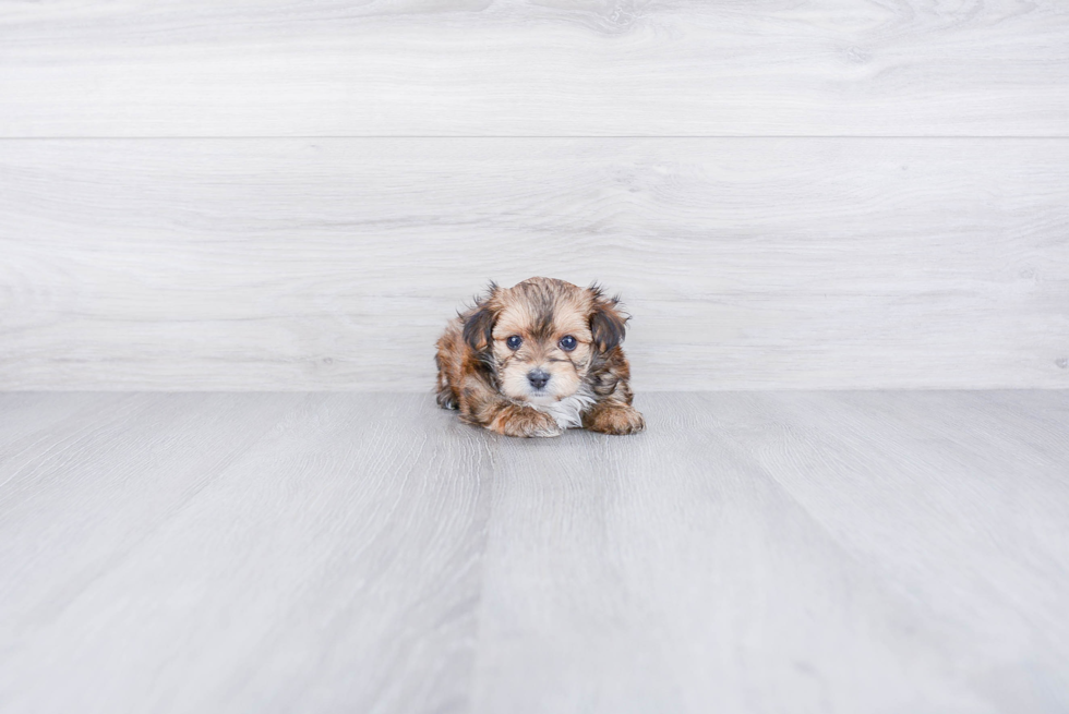 Hypoallergenic Yorkie Designer Puppy